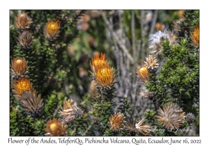 Flower of the Andes