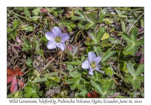 Wild Geranium