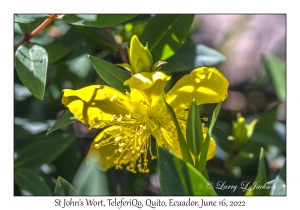 St John's Wort