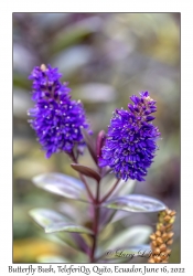 Butterfly Bush