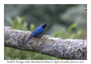 Swallow Tanager male