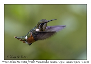 White-bellied Woodstar female