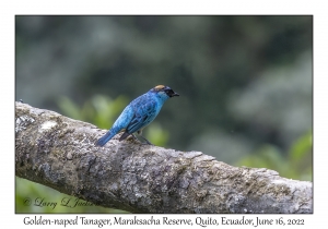 Golden-naped Tanager