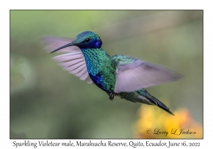 Sparkling Violetear male