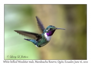 White-bellied Woodstar male