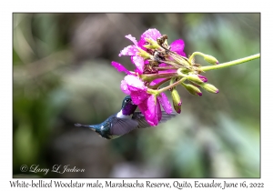 White-bellied Woodstar male