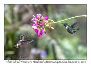 White-bellied Woodstars