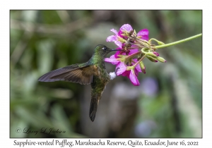 Sapphire-vented Puffleg