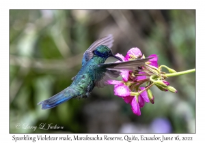 Sparkling Violetear male