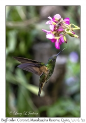 Buff-tailed Coronet