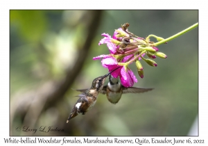 White-bellied Woodstar females