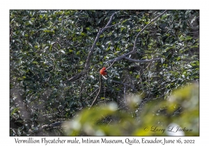 Vermillion Flycatcher male