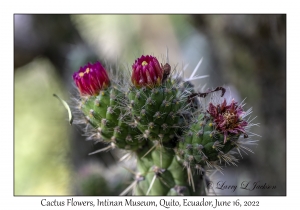 Cactus flower