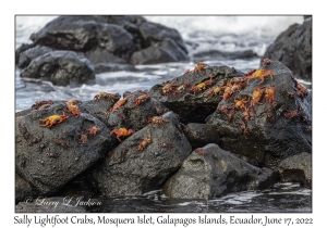 Sally Lightfoot Crabs