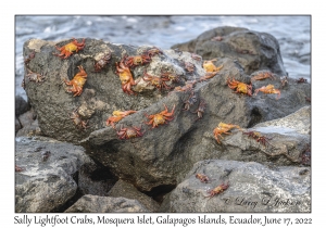 Sally Lightfoot Crabs