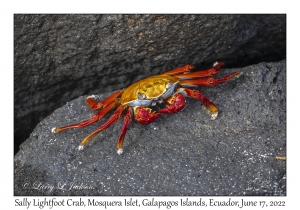 Sally Lightfoot Crab