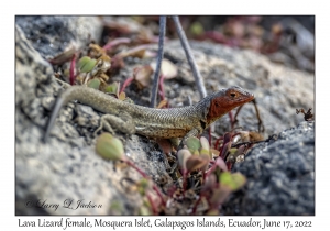 Lava Lizard female