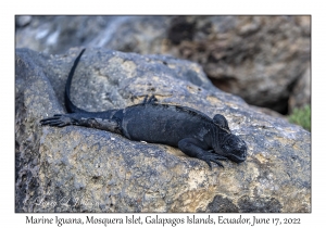 Marine Iguana