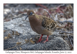 Galapagos Dove