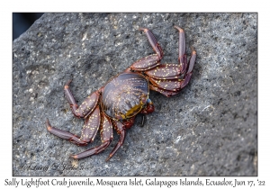 Sally Lightfoot Crab juvenile