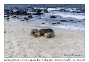 Galapagos Sea Lions