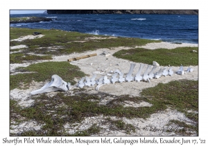 Shortfin Pilot Whale skeleton