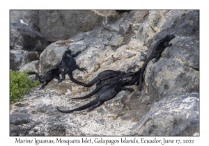 Marine Iguanas