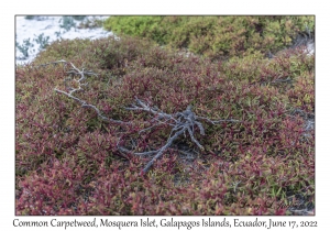 Common Carpetweed