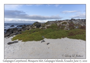 Galapagos Carpetweed