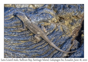 Lava Lizard male