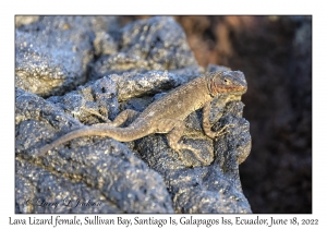 Lava Lizard female