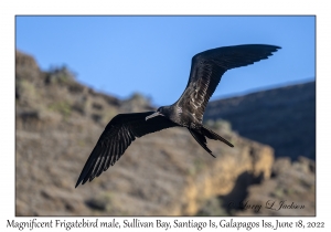 Magnificent Frigatebird male