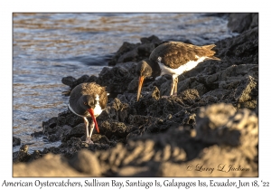 American Oystercatcher