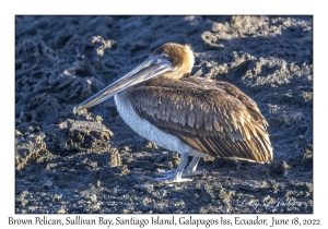 Brown Pelican