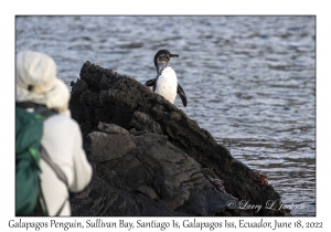 Galapagos Penguin