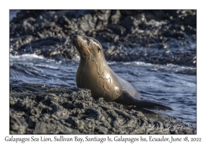 Galapagos Sea Lion