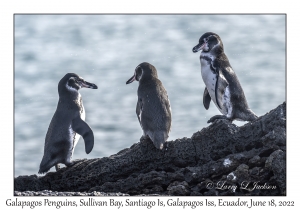 Galapagos Penguins