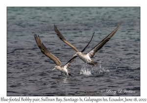 Blue-footed Booby pair