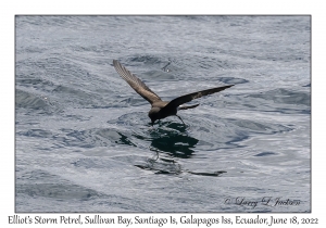 Elliot's Storm Petrel