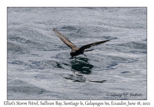 Elliot's Storm Petrel