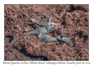 Marine Iguanas