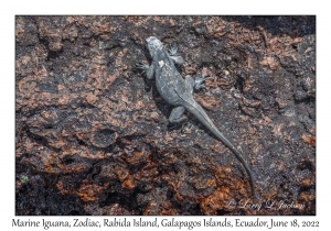 Marine Iguana