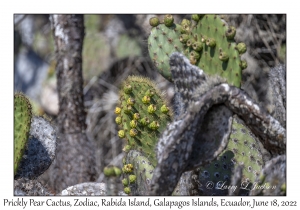 Prickly Pear Cactus