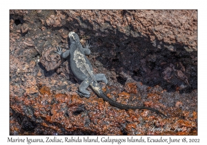 Marine Iguana