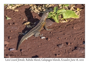 Lava Lizard female