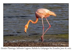 Greater Flamingo