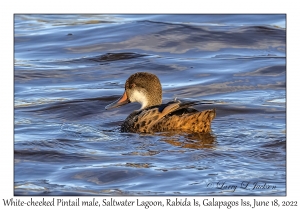 White-cheeked Pintail male