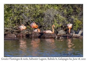 Greater Flamingos