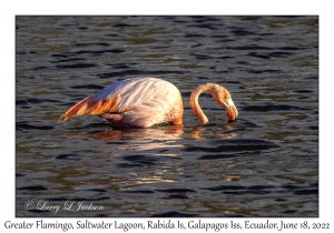 Greater Flamingo