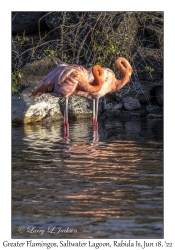 Greater Flamingos